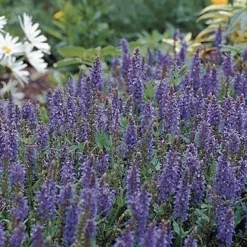 Blue Hill Salvia Perennial - Long Bloomer - Quart Pot