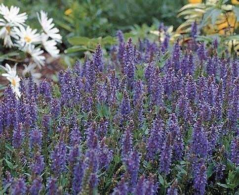 Blue Hill Salvia Perennial - Long Bloomer - Quart Pot 1 Blue Hill Salvia Perennial - Long Bloomer - Quart Pot