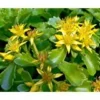 Russian Kamtschaticum Sedum - Hardy Perennial Groundcover - Quart Pot
