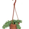 Burrito Burros Tail - 4" Mini Hanging Basket - Sedum Burrito