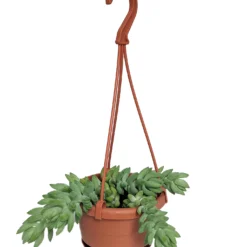 Burrito Burros Tail - 4" Mini Hanging Basket - Sedum Burrito