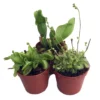 Carnivorous Terrarium Plants - Assortment Of 3 Plants In 2" Pots