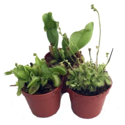 Carnivorous Terrarium Plants - Assortment Of 3 Plants In 2" Pots