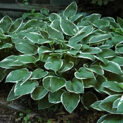 Francee Hosta - Extremely Sun Tolerant - Quart Pot