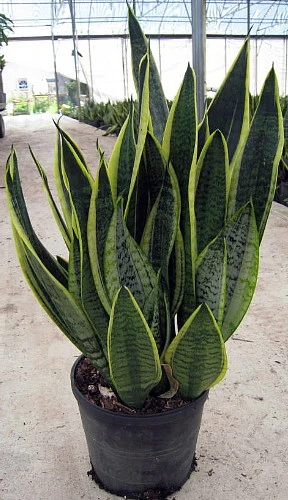 Futura Snake Plant, Mother-In-Law's Tongue, Barbershop Plant-Sanseveria - 6" Pot 2 Futura Snake Plant, Mother-In-Law's Tongue, Barbershop Plant-Sanseveria - 6" Pot - Image 2