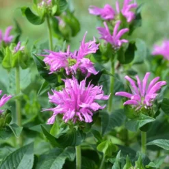 Sugar Buzz® Lilac Lollipop Bee Balm - Monarda - Purple - Quart Pot