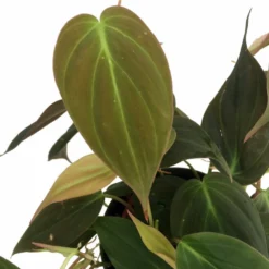 Rare Velvet Leaf Bronze Micans Vine - Philodendron - 4" Pot - Collector's Series -Outlet Buds Grow Store apiapf0wx 81240.1592323326