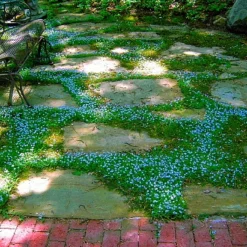 Blue Star Creeper - Isotoma - 3 Seasons Of Blooms - Gallon Pot -Outlet Buds Grow Store apiauqdqw 82931.1592332887