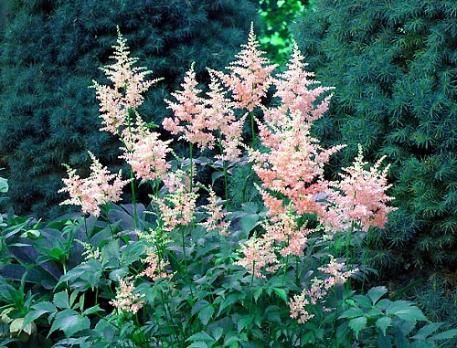 Peach Blossom Astilbe - Warm Peachy Pink - Live Plant - Quart Pot 2 Peach Blossom Astilbe - Warm Peachy Pink - Live Plant - Quart Pot - Image 2
