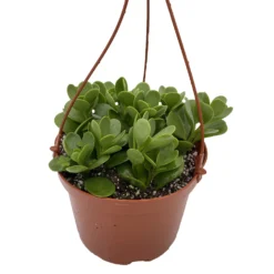 Trailing Jade Plant - Senecio - Easy To Grow House Plant - 6" Hanging Basket