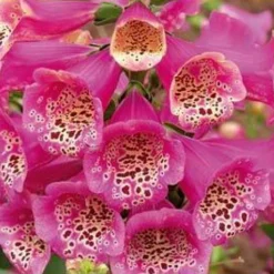 Camelot Rose Foxglove - Digitalis - Hardy Perennial - Quart Pot