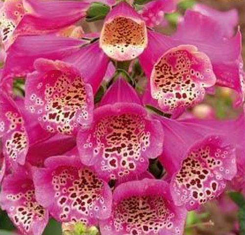 Camelot Rose Foxglove - Digitalis - Hardy Perennial - Quart Pot 1 Camelot Rose Foxglove - Digitalis - Hardy Perennial - Quart Pot