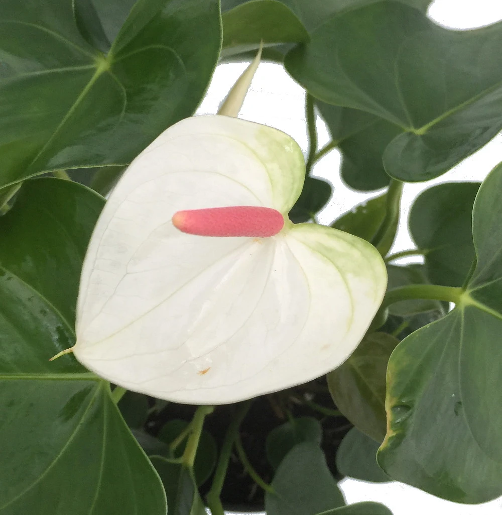 Beauty White Heart Anthurium Plant - Easy To Grow Blooming House Plant - 6" Pot 2 Beauty White Heart Anthurium Plant - Easy To Grow Blooming House Plant - 6" Pot - Image 2