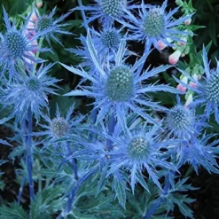 Blue Hobbit Sea Holly Perennial - Eryngium - Live Plant - Quart Pot -Outlet Buds Grow Store apibbprhr 47209.1592325725
