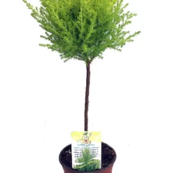 Lemon Scented Goldcrest Mini Poodle Cypress Tree - 4.5" Pot