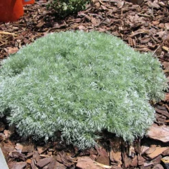 Silver Mound Perennial Plant - Artemisia - Sun/Easy - Live Plant - Quart Pot