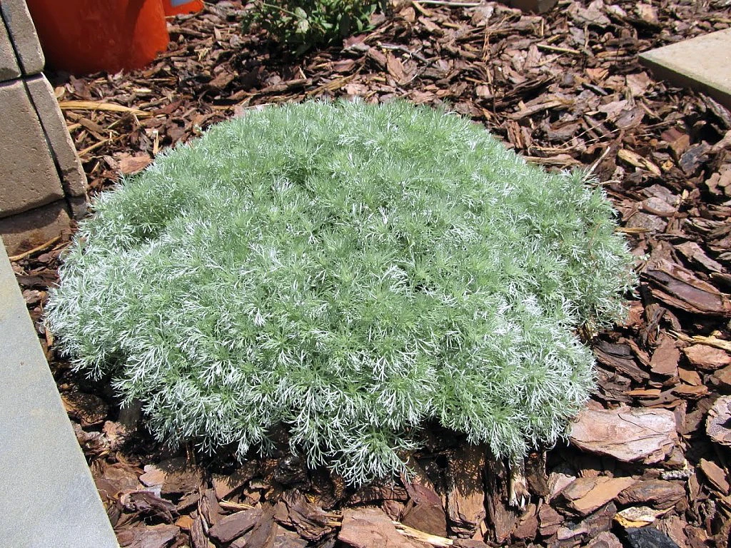 Silver Mound Perennial Plant - Artemisia - Sun/Easy - Live Plant - Quart Pot 1 Silver Mound Perennial Plant - Artemisia - Sun/Easy - Live Plant - Quart Pot
