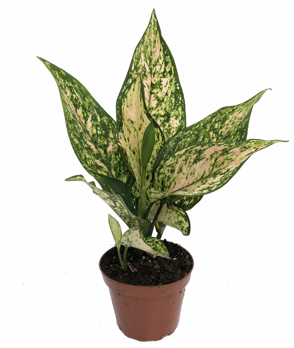 Etta Rose Chinese Evergreen Plant - Aglaonema - Grows In Dim Light - 4.5" Pot 1 Etta Rose Chinese Evergreen Plant - Aglaonema - Grows In Dim Light - 4.5" Pot