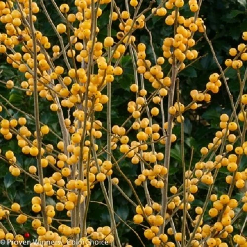 GOLD BERRY HEAVY® Winterberry Holly - 4" Pot - Proven Winners 2 GOLD BERRY HEAVY® Winterberry Holly - 4" Pot - Proven Winners - Image 2