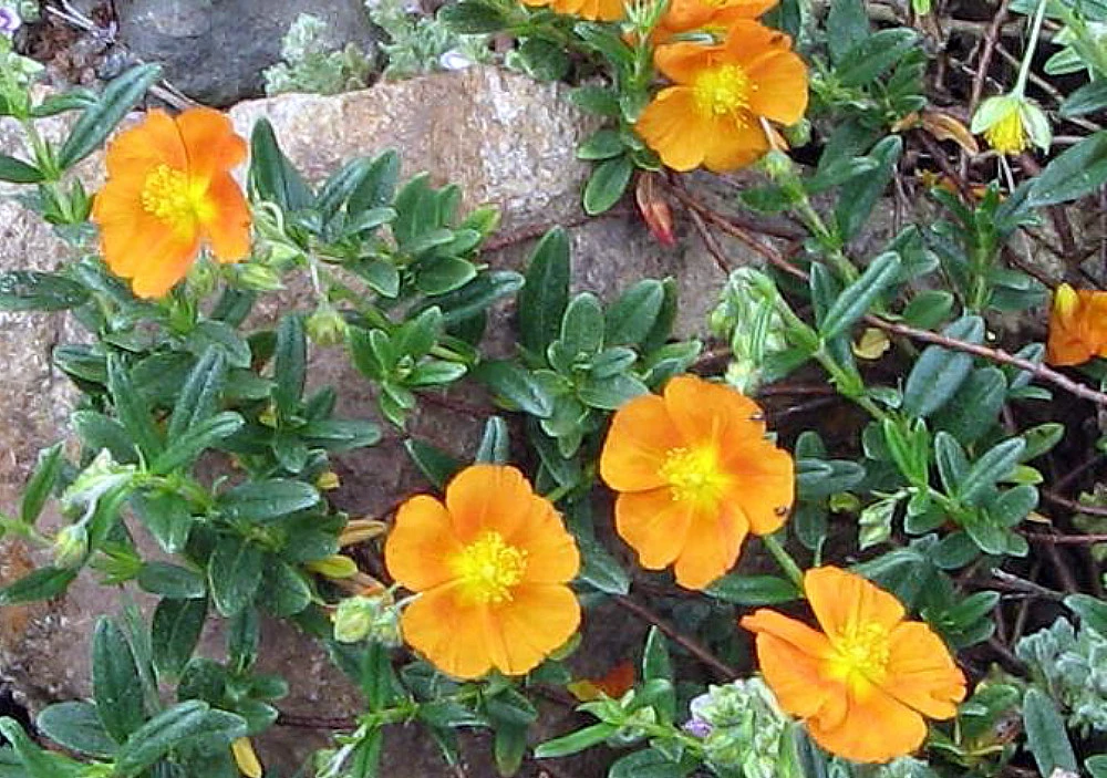 Bronze Carpet Sun Rose - Helianthemum - Quart Pot 1 Bronze Carpet Sun Rose - Helianthemum - Quart Pot