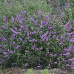 Humdinger® Lavender Cupcake Butterfly Bush - Buddleia - Compact - Gallon Pot
