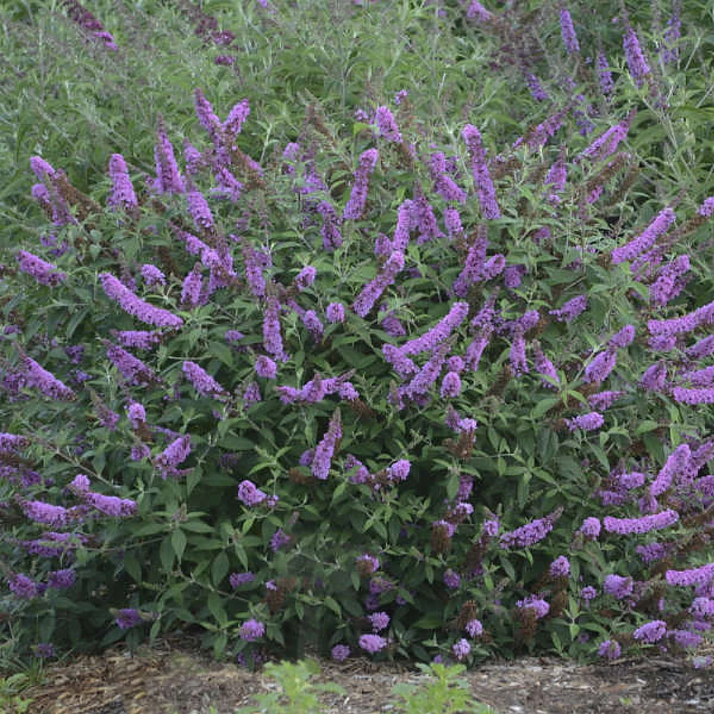 Humdinger® Lavender Cupcake Butterfly Bush - Buddleia - Compact - Gallon Pot 1 Humdinger® Lavender Cupcake Butterfly Bush - Buddleia - Compact - Gallon Pot