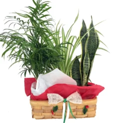 Parlor Palm, Spider Plant & Snake Plant In Holiday Wicker Basket - 10" X 4" X 3"