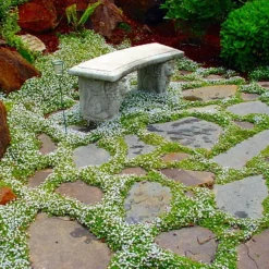 Blue Star Creeper - Isotoma - 3 Seasons Of Blooms - Gallon Pot -Outlet Buds Grow Store apicdwr1g 20163.1592332887