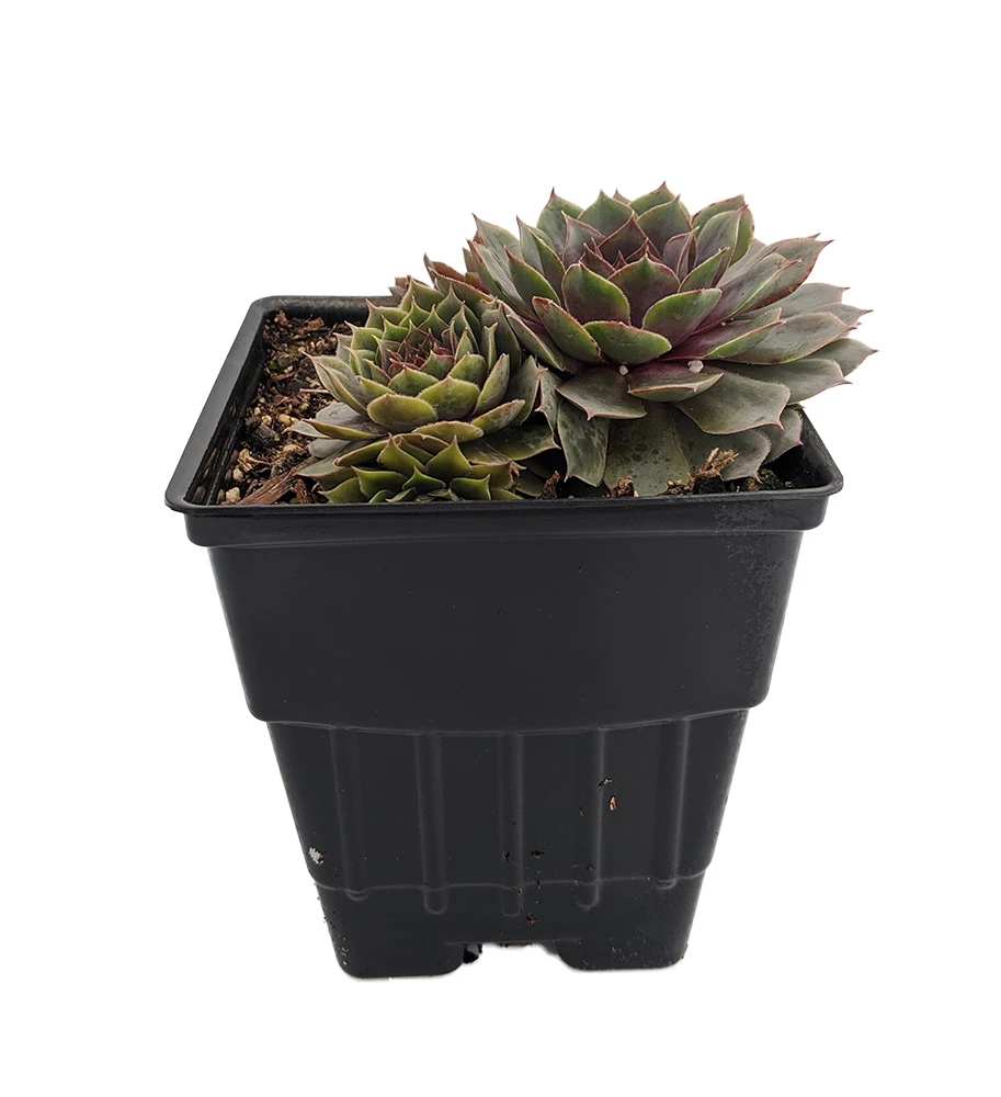 Pacific Blue Ice Hens & Chicks - Sempervivum - Very Hardy - Live Plant - Quart Pot 2 Pacific Blue Ice Hens & Chicks - Sempervivum - Very Hardy - Live Plant - Quart Pot - Image 2
