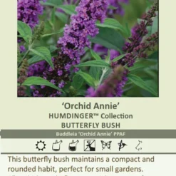 Humdinger® Orchid Annie Butterfly Bush - Buddleia - Compact - Gallon Pot 5 Humdinger® Orchid Annie Butterfly Bush - Buddleia - Compact - Gallon Pot -Outlet Buds Grow Store apicxc3lq 60722.1592318205