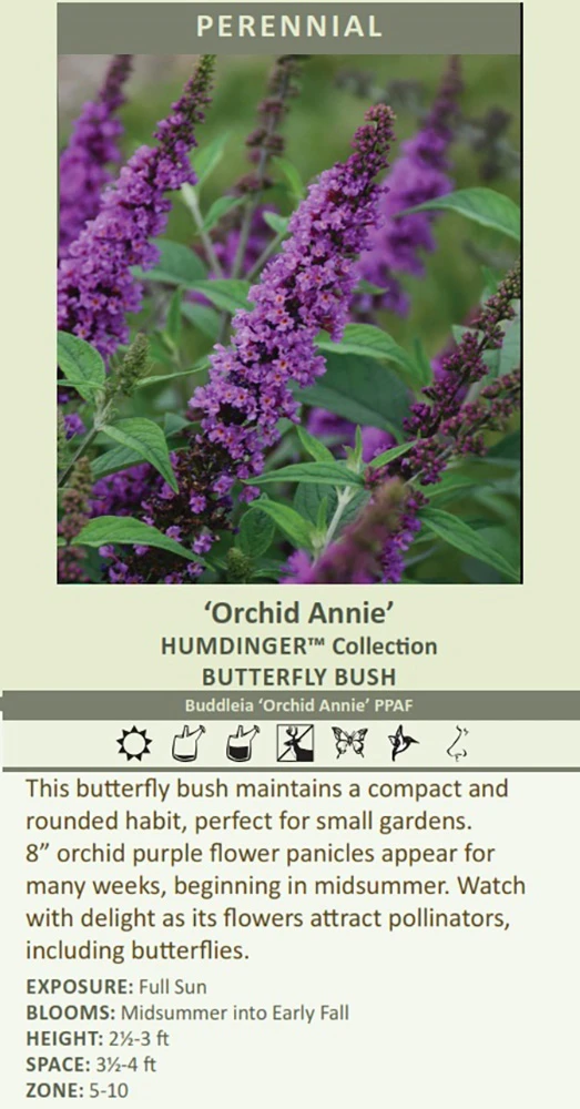 Humdinger® Orchid Annie Butterfly Bush - Buddleia - Compact - Gallon Pot 3 Humdinger® Orchid Annie Butterfly Bush - Buddleia - Compact - Gallon Pot - Image 3
