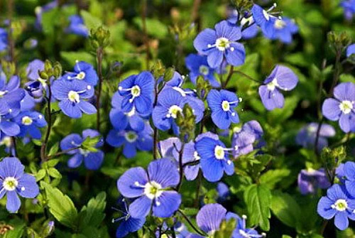 Georgia Blue Veronica - Speedwell - Quart Pot - Rich Blue Creeper 2 Georgia Blue Veronica - Speedwell - Quart Pot - Rich Blue Creeper - Image 2