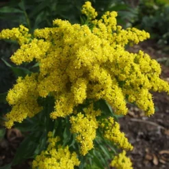 Little Lemon Goldenrod Perennial - Solidago - Quart Pot