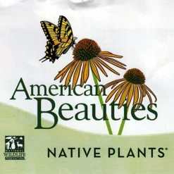 Viking Chokeberry Plant - Aronia - Shrub/Bonsai/Wine - 3.25" Pot -Outlet Buds Grow Store apid7xbwy 02886.1592329154