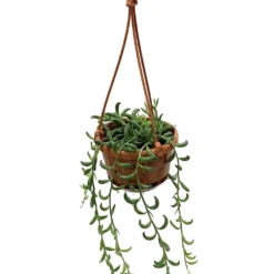 String Of Bananas - Senecio Radicans - 4" Mini Hanging Basket