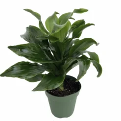 Twister Dragon Tree - Dracaena Fragrans - 6" Pot - Easy To Grow House Plant -Outlet Buds Grow Store apiddfyy9 78722.1630600088