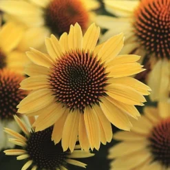 Sombrero® Lemon Yellow Coneflower Perennial - Echinacea - Gallon Pot