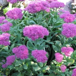 Neon Stonecrop - Sedum - Very Hardy - Quart Pot