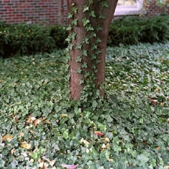 Thorndale English Ivy 48 Plants - Hardy Groundcover - 1 3/4" Pots 7 Thorndale English Ivy 48 Plants - Hardy Groundcover - 1 3/4" Pots -Outlet Buds Grow Store apie0hjcv 81293.1592326091