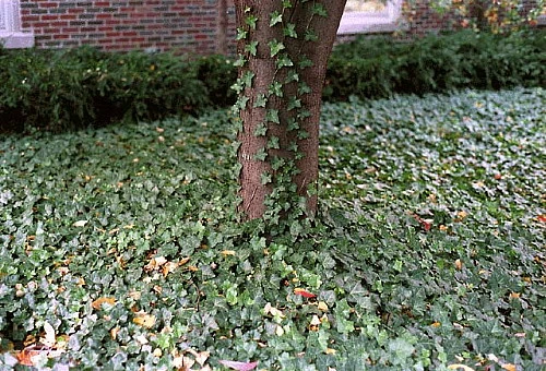 Thorndale English Ivy 48 Plants - Hardy Groundcover - 1 3/4" Pots 4 Thorndale English Ivy 48 Plants - Hardy Groundcover - 1 3/4" Pots - Image 4
