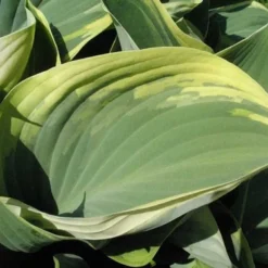 Regal Splendor Hosta - Shaped Gray-Green Leaves - Quart Pot