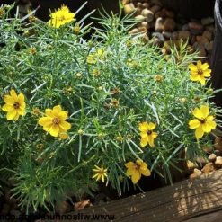 Sylvester Coreopsis Perennial Plant - Compact & Bushy - Very Hardy - Quart Pot