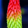 Fire Dance Red Hot Poker - Kniphofia - Loves The Sun - Gallon Pot