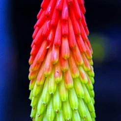 Fire Dance Red Hot Poker - Kniphofia - Loves The Sun - Gallon Pot