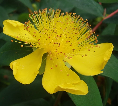 St. John's Wort Perennial Plant - Hypericum Calycinum - Gallon Pot 1 St. John's Wort Perennial Plant - Hypericum Calycinum - Gallon Pot