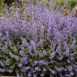 Walker's Low Catmint Perennial - Nepeta Faassenii - Live Plant - Gallon Pot -Outlet Buds Grow Store apifq2jbu 95798.1592330114