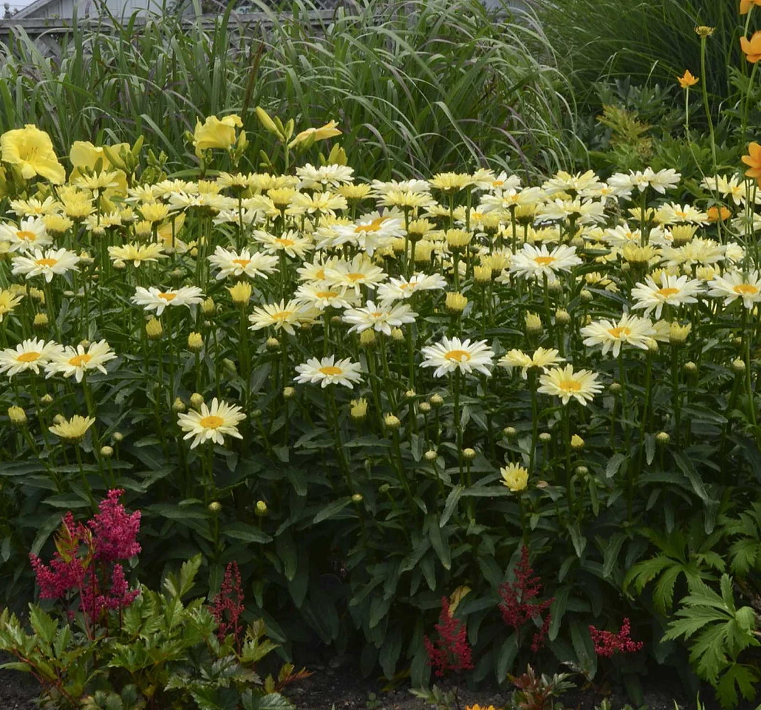 Banana Cream Shasta Daisy - Leucanthemum - Compact Plant - Gallon Pot 2 Banana Cream Shasta Daisy - Leucanthemum - Compact Plant - Gallon Pot - Image 2