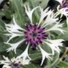 Amethyst In Snow Mountain Bluet - Centaurea Montana - Live Plant -Quart Pot