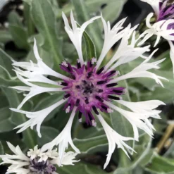 Amethyst In Snow Mountain Bluet - Centaurea Montana - Live Plant -Quart Pot