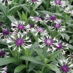 Amethyst In Snow Mountain Bluet - Centaurea Montana - Live Plant -Quart Pot 5 Amethyst In Snow Mountain Bluet - Centaurea Montana - Live Plant -Quart Pot -Outlet Buds Grow Store apig8ey4t 70648.1592325965
